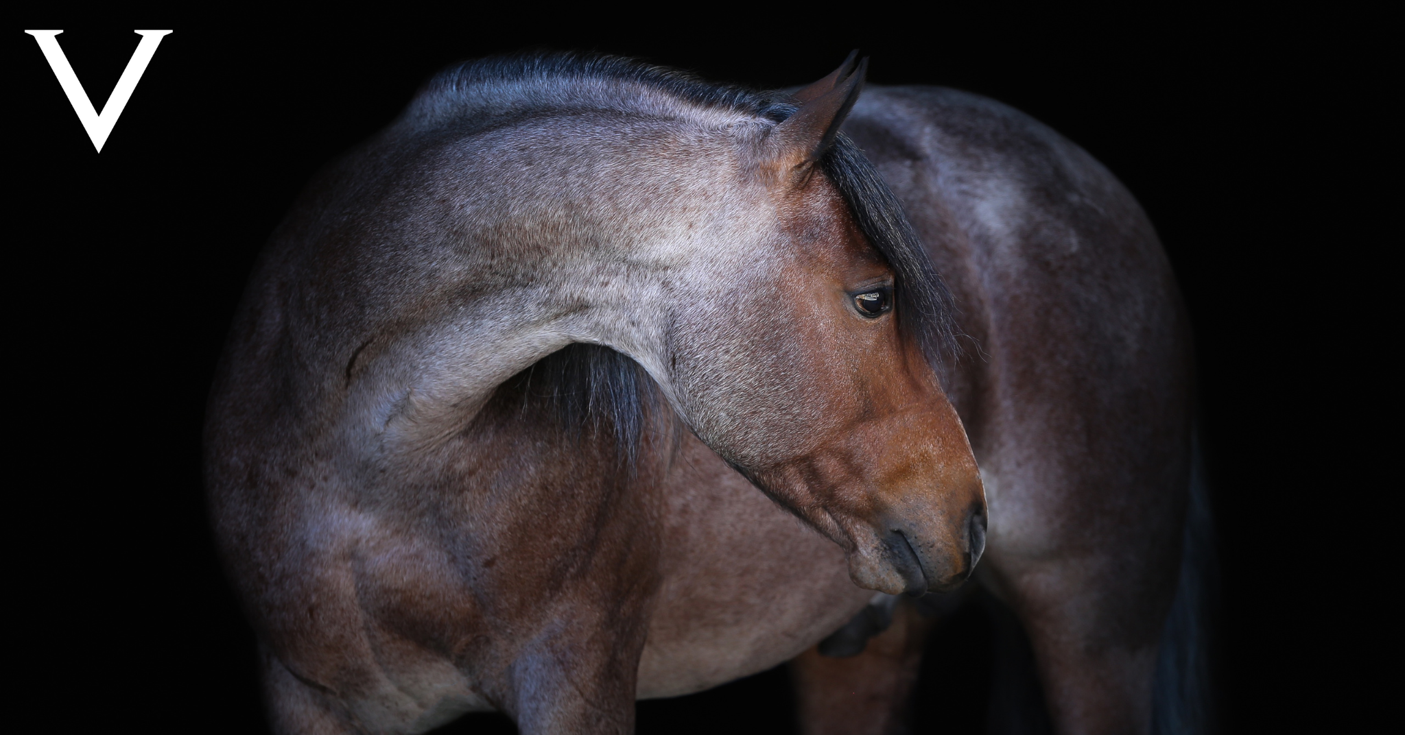 Champion Stallion Check Yer Metal to Stand at Valley Equine Reproduction for 2025 Breeding Season