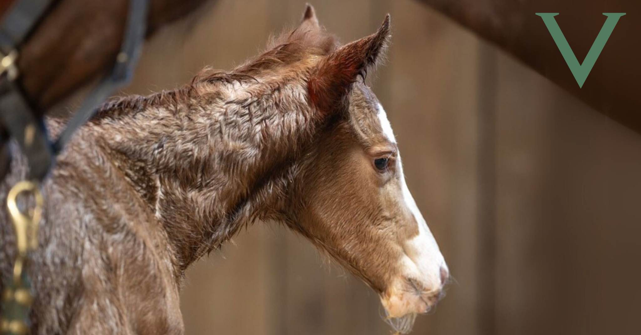 The Ultimate Guide to Foaling: What to Expect Before, During, and After Foaling