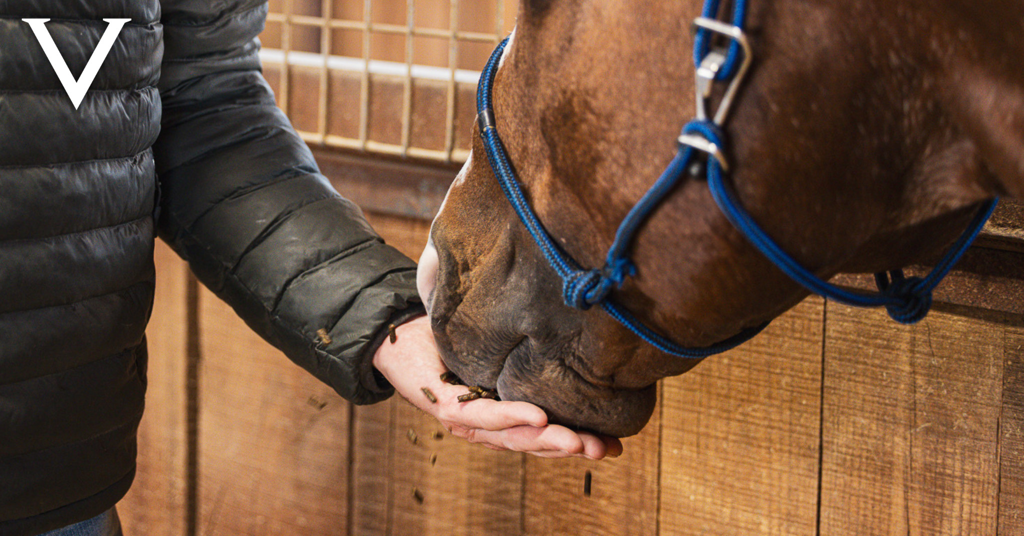 Valley Equine Partners with Purina Horse Feed to Elevate Stallion Nutrition